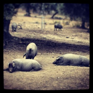 matanza cerdo